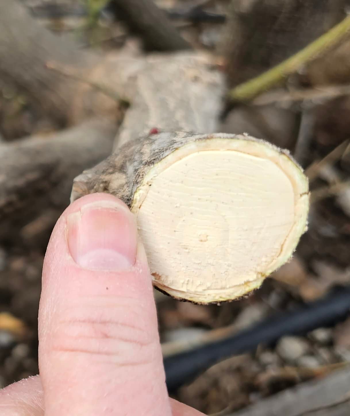 Recensione cliente PowerCut Pro